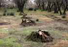 Ağstafada yaşıllıqları kütləvi şəkildə məhv edən hansi vəzifəli şəxsin qohumudur?