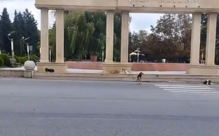 Quba sakinlərinin qorxusuna çevrilən problem - sahibsiz küçə itləri