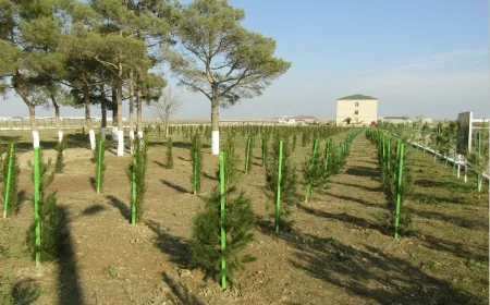 Bərdədə 27 sentyabr Anım Günü ilə bağlı 500 eldar şamı  əkildi