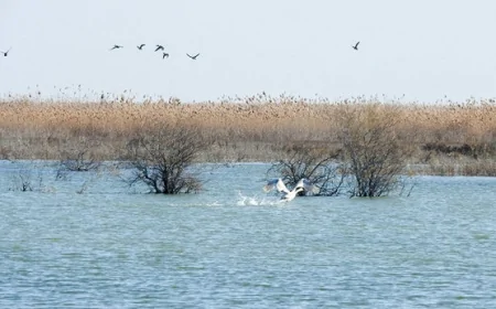 26 sentyabr Qızılağac Milli parkının yaranması günüdür