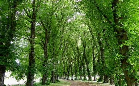 Bakıda ağacların nömrələnməsinə başlanılıb