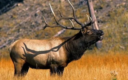 Zooparkda faciə: Maral işçini ö*ldürdü