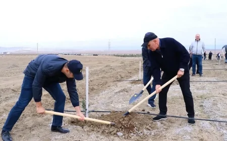 Prokurorluq əməkdaşları ağacəkmə kampaniyası keçirib