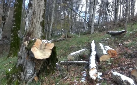 DETX Ağstafada yaşıllıqları kütləvi məhv edənlərlə bağlı məlumat yaydı