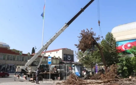 Gəncədə 250 yaxın ağac kəsilərək götürülüb