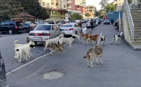 Masazırda sahibsiz it problemi: ”Övladlarımızı məktəbə göndərə bilmirik”