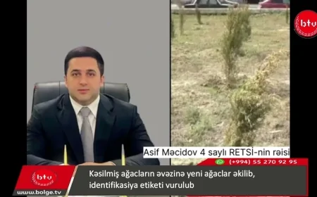 Kəsilmiş ağacların əvəzinə yeni ağaclar əkilib, identifikasiya etiketi vurulub