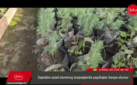 Zəptdən azad olunmuş torpaqlarda yaşıllıqlar bərpa olunur