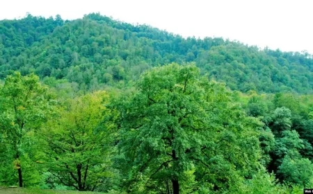 Regionlarda meşələrin bərpası və yaşıllıqların salınması davam etdirilir