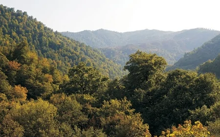 Sakinlər meşələrin qırılması ilə bağlı yalan məlumat yayanları qınadılar