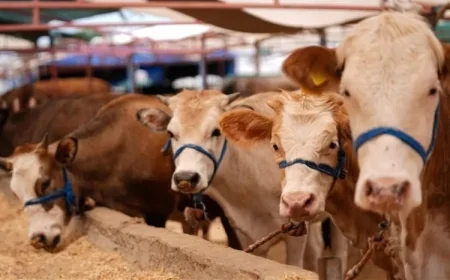 Bölgələrdə heyvan bazarları BAĞLANDI– Ətin qiymət BAHALAŞACAQ?