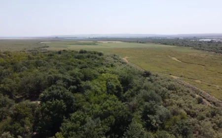 Lənkəranda ekoloji bərpa tədbirləri – tingliklər, parniklər və mühafizə zonaları yaradılır