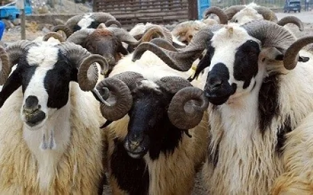 Heyvan bazarlarında zəruri infrastruktur təmin edildikdən sonra fəaliyyətləri bərpa olunacaq