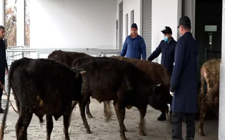 Bu gündən heyvan bazarları bağlanır