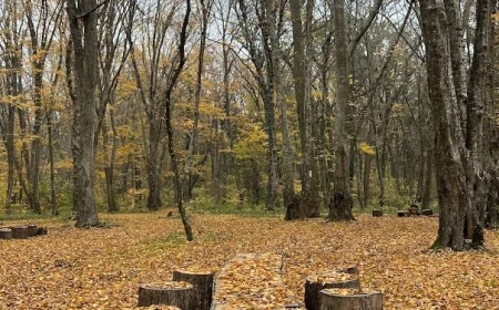 Bu gün Samur-Yalama Milli Parkının yaranması günüdür