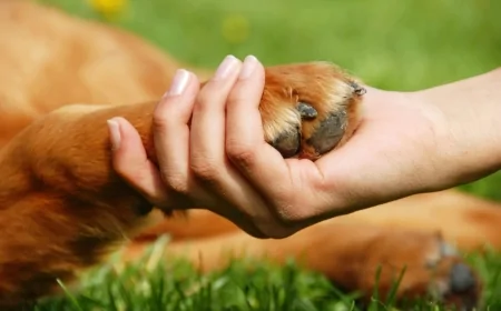 Heyvansevər xanımın heyvanları müdafiə etməsi gündəm oldu