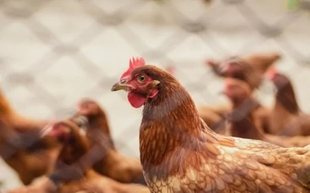 Dabaq xəstəliyi gəldi, əhali toyuq məhsullarına “hücum çəkdi” - BAHALAŞMA OLACAQ?