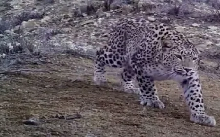 Zəngəzurda bəbirlərin sayı artır