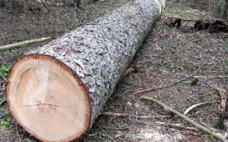 Yaşıllıqları qəsdən məhv edən şəxslər cərimələndi