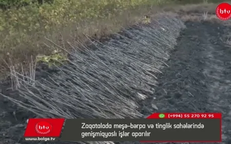 Zaqatalada meşə-bərpa və tinglik sahələrində genişmiqyaslı işlər aparılır