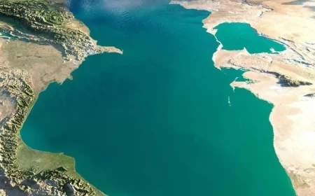 Xəzərdə insanları "udan" həmin ağaclar imiş - ŞOK VİDEO