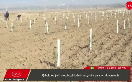 Qəbələ və Şəki meşəbəyliklərində meşə-bərpa işləri davam edir