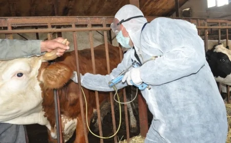 Azərbaycanda dabaq xəstəliyinin yeni növü yayılır? - AÇIQLAMA