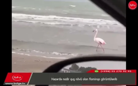 Xəzərdə nadir quş növü olan flaminqo görüntülənib