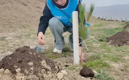 Qobustanda 500-dən çox ağac əkildi
