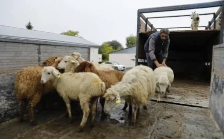 Bu il Azərbaycana 121 milyon dollar dəyərində diri heyvan gətirilib