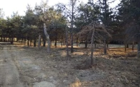 Nizami rayon Şamlıq küçəsi ünvanında yaşıllıqları məhv edən tikinti sahibləri kimlərdir?