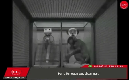 Harry Harlowun əsas ekspermenti