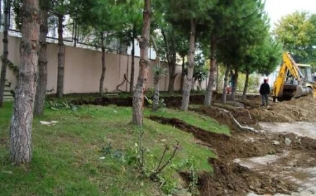 Yaşıllıqların köçürülmə proseduru necə həyata keçirilir?