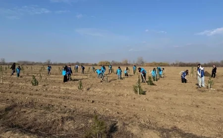 Bərdədə 800 yaxın Eldar şamı ağacı əkildi