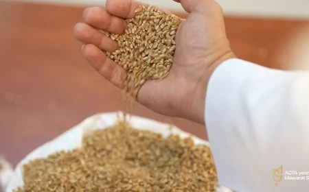 Taxılçılar “Qida təhlükəsizliyi tək dövlətin deyil, hər kəsin işidir” çağırış kampaniyasına qoşuldu