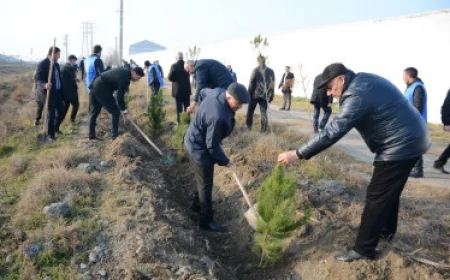 Tərtərdə Prezident İlham Əliyevin ad günü münasibətilə ağacəkmə aksiyası keçirilib
