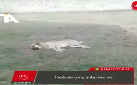 1 toyuğa görə sosial yardımdan məhrum oldu
