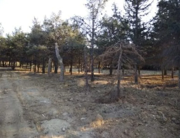 Nizami rayon Şamlıq küçəsi ünvanında yaşıllıqları məhv edən tikinti sahibləri kimlərdir?