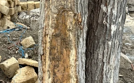 Xırdalanda növbəti qanunsuz tikinti faktı  - Çoxillik yaş ağaclar məhv edilir, sakinlər etiraza qalxdı