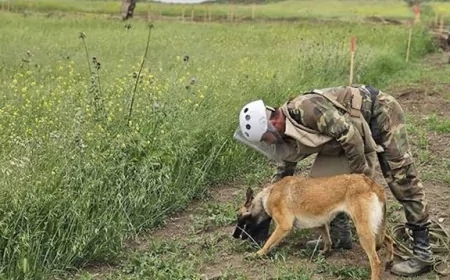 Şuşada minatəmizləmə yeni qaydalarla tənzimlənəcək
