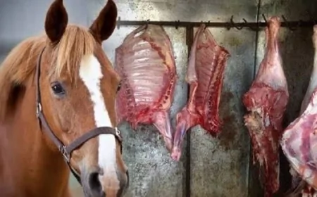 Azərbaycan bu ölkəyə 120 ton at əti satıb