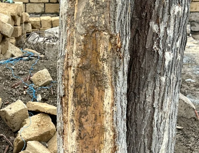 Xırdalanda növbəti qanunsuz tikinti faktı  - Çoxillik yaş ağaclar məhv edilir, sakinlər etiraza qalxdı