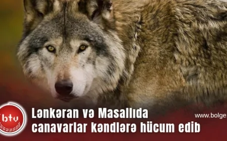 Lənkəran və Masallıda canavarlar kəndlərə hücum edib mal-qaranı parçalayıb - Yerli əhali qorxu içində