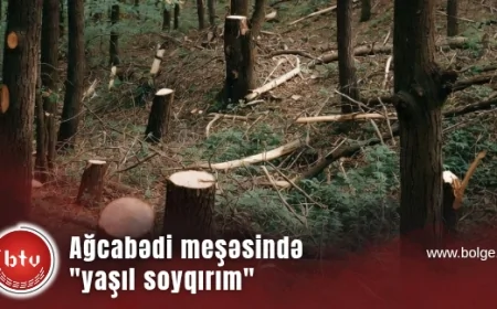 Ağcabədi meşəsində "yaşıl soyqırım": Meşə fondunda qanunsuz fermalar və rüşvət ittihamları – VİDEOFAKT