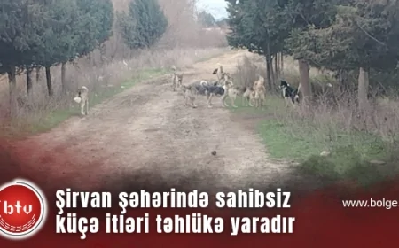Şirvan şəhərində sahibsiz küçə itləri təhlükə yaradır